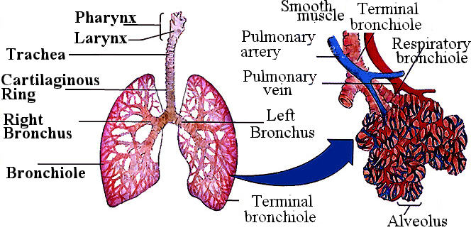 lungs